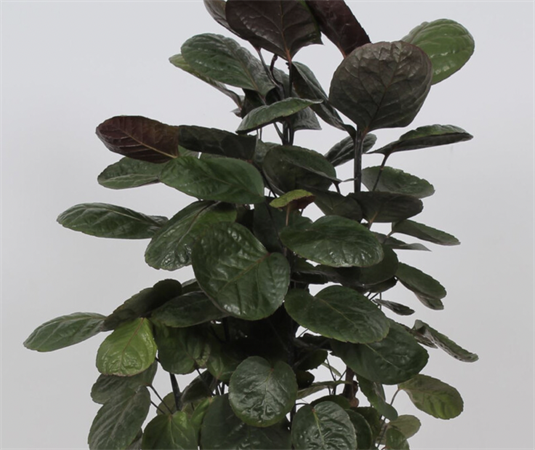 Polyscias Fabian ramificata