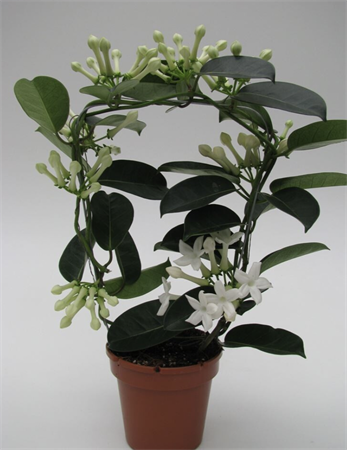 Stephanotis