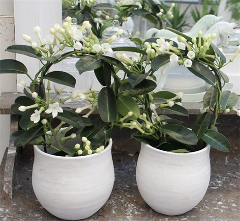 Stephanotis
