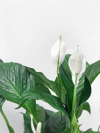 Spathiphyllum