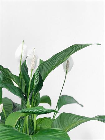 Spathiphyllum