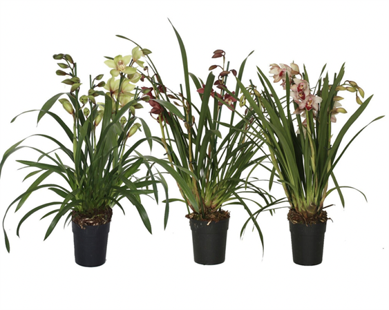 Cymbidium