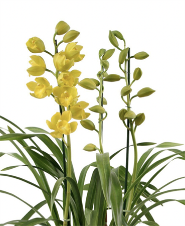 Cymbidium