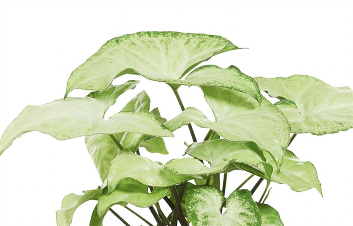 Syngonium