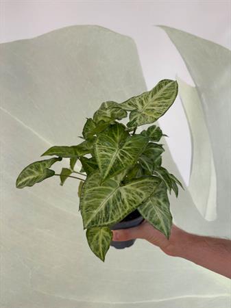 Syngonium variegato verde