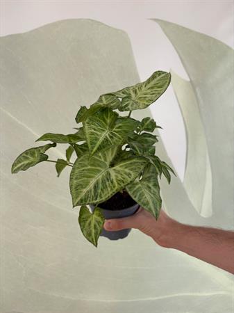 Syngonium variegato verde