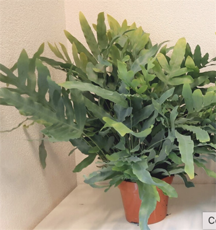 Phlebodium Aureum Blue Star
