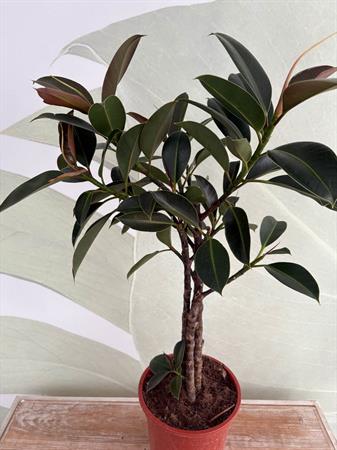 Ficus Melany