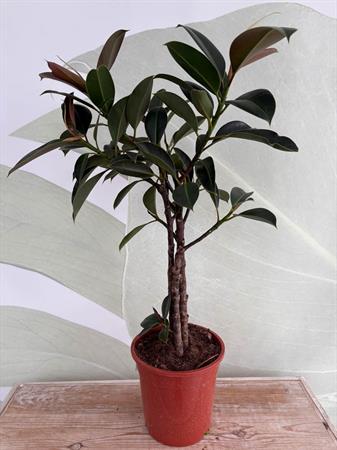 Ficus Melany