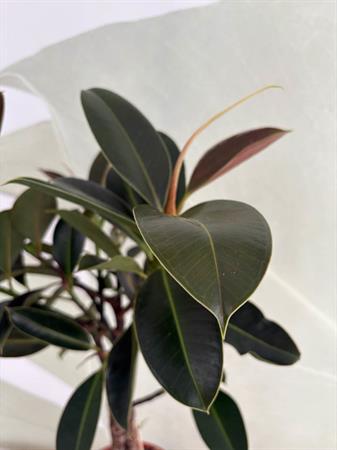 Ficus Melany
