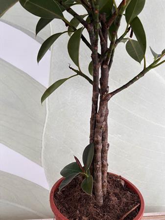 Ficus Melany