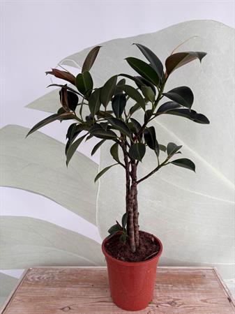 Ficus Melany