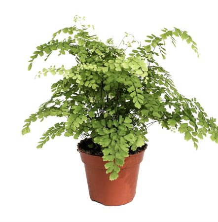 Adiantum Fragrans