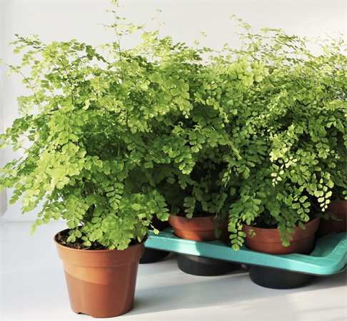 Adiantum Fragrans