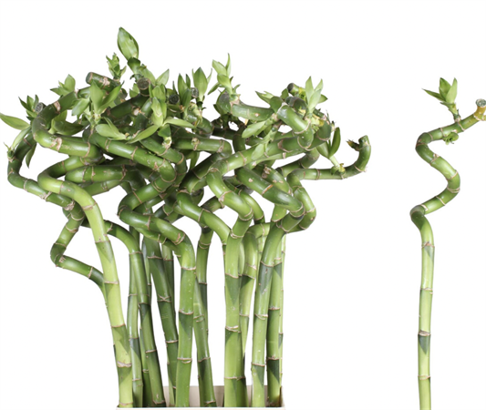 Dracaena Luckly Bambù