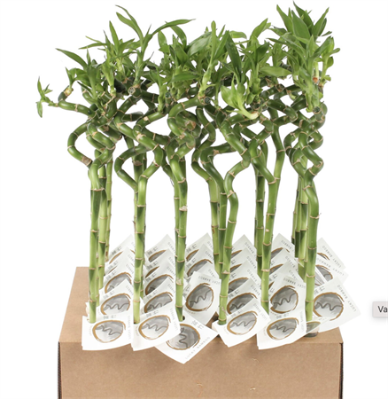 Dracaena Luckly Bambù