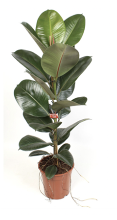 Ficus Elastica
