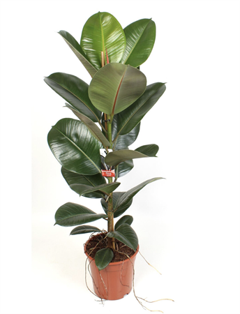 Ficus Elastica