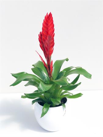 Vriesea