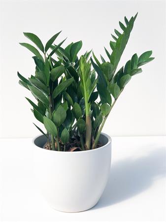 Zamia