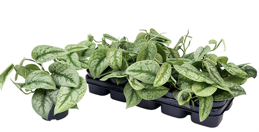 Pothos Tiger