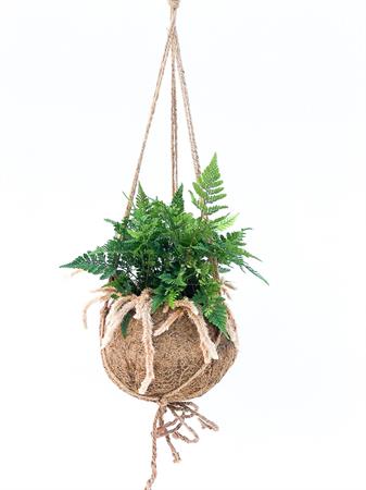 Kokodama Felce Humata