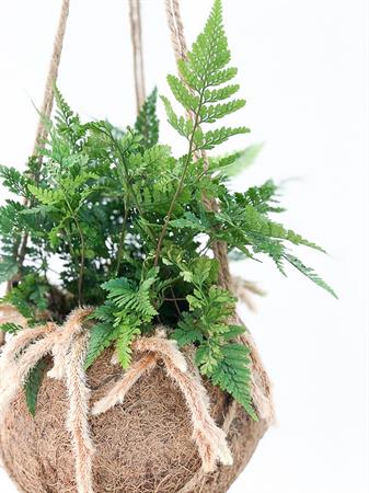 Kokodama Felce Humata