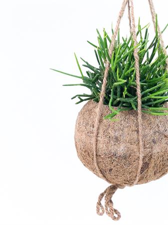 Kokodama Rhipsalis