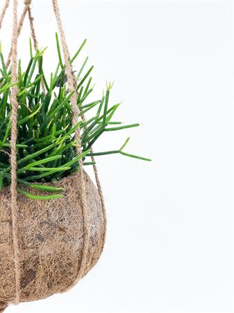 Kokodama Rhipsalis