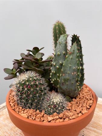 Composizione grasse in terracotta