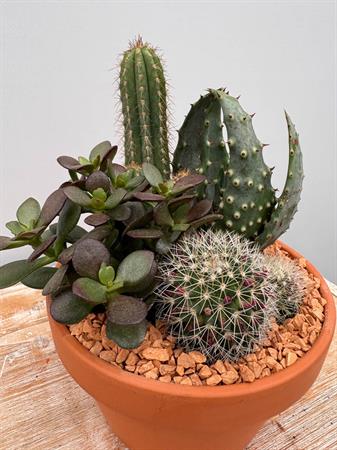 Composizione grasse in terracotta