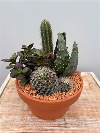 Composizione grasse in terracotta