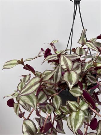 Tradescantia Basket