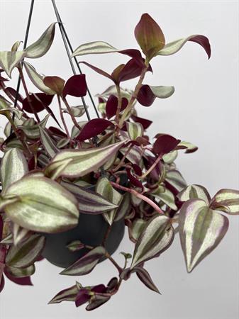 Tradescantia Basket
