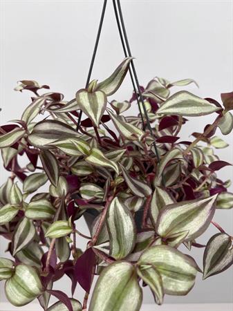 Tradescantia Basket