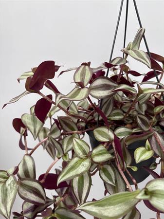 Tradescantia Basket