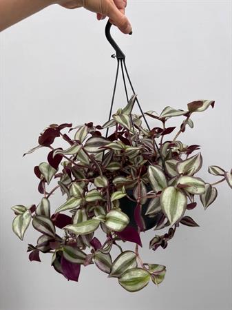 Tradescantia Basket