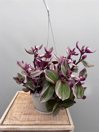 Tradescantia Nanouk Basket