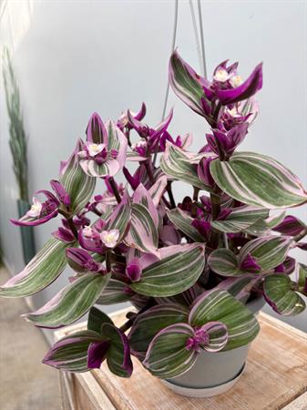 Tradescantia Nanouk Basket