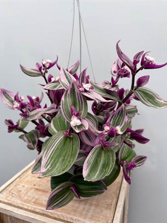 Tradescantia Nanouk Basket
