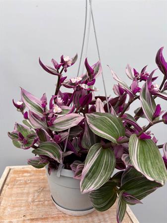 Tradescantia Nanouk Basket