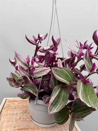 Tradescantia Nanouk Basket