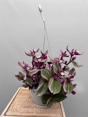Tradescantia Nanouk Basket