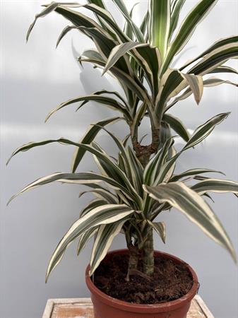 Dracaena due rami variegata bianca