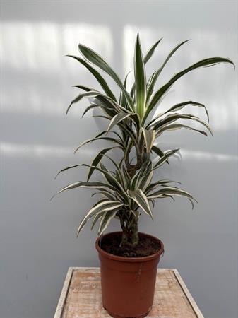 Dracaena due rami variegata bianca