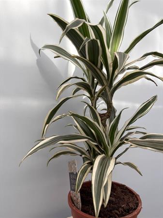 Dracaena due rami variegata bianca