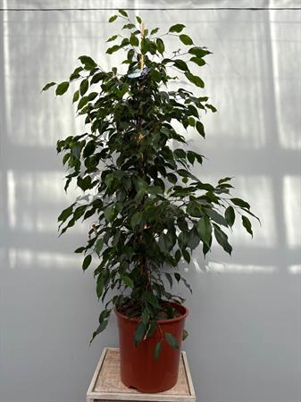 Ficus Benjamin