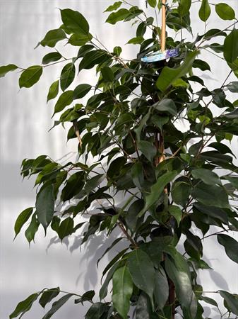 Ficus Benjamin