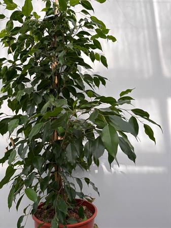 Ficus Benjamin