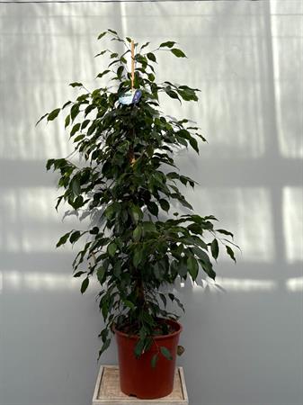 Ficus Benjamin